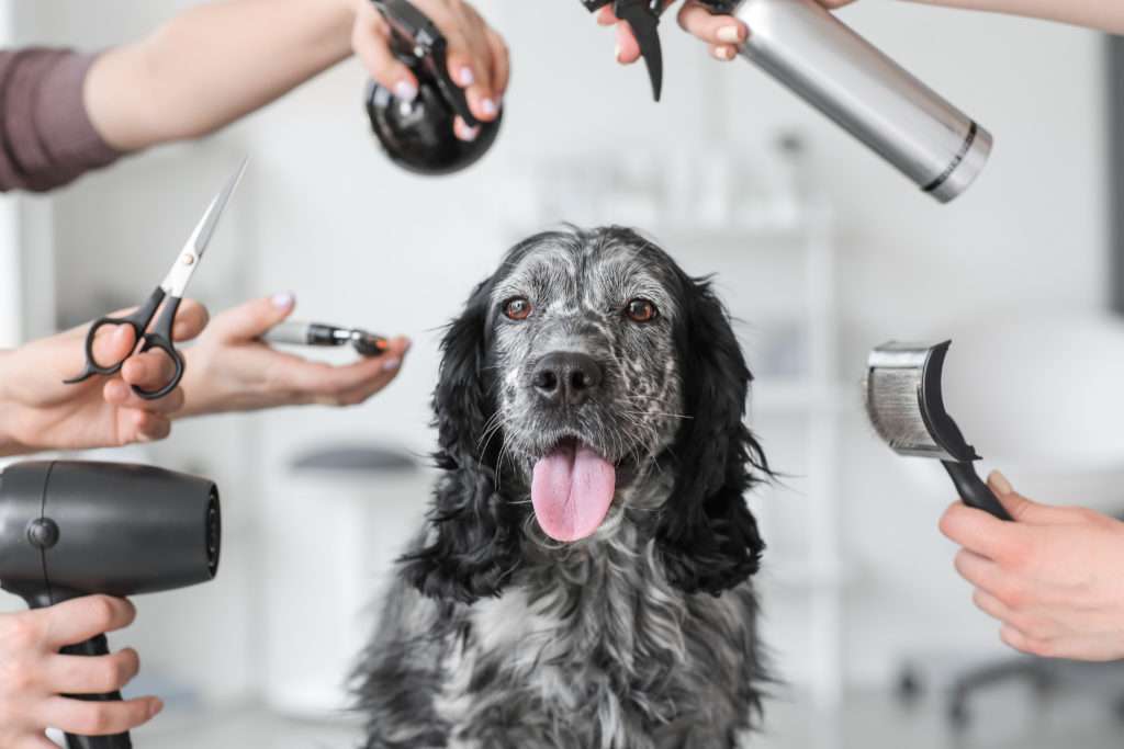 Kassensystem Hundesalon